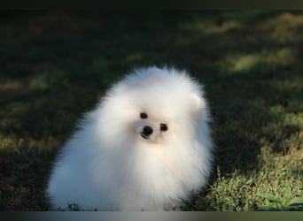 Zwergspitze mit Herz und Stammbaum von einer erfahrenen Züchterin mit 35 Jahren Erfahrung