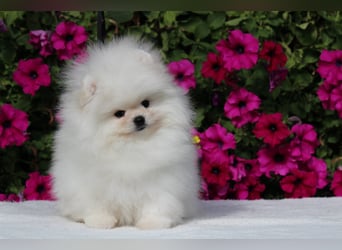 Zwergspitze mit Herz und Stammbaum von einer erfahrenen Züchterin mit 35 Jahren Erfahrung