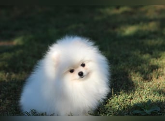 Zwergspitze mit Herz und Stammbaum von einer erfahrenen Züchterin mit 35 Jahren Erfahrung