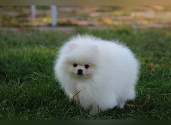 Zwergspitze mit Herz und Stammbaum von einer erfahrenen Züchterin mit 35 Jahren Erfahrung