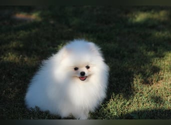 Zwergspitze mit Herz und Stammbaum von einer erfahrenen Züchterin mit 35 Jahren Erfahrung