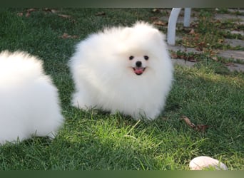 Zwergspitze mit Herz und Stammbaum von einer erfahrenen Züchterin mit 35 Jahren Erfahrung