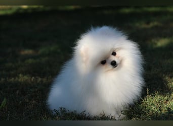 Zwergspitze mit Herz und Stammbaum von einer erfahrenen Züchterin mit 35 Jahren Erfahrung