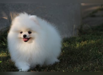 Zwergspitze mit Herz und Stammbaum von einer erfahrenen Züchterin mit 35 Jahren Erfahrung