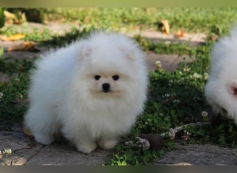 Zwergspitze mit Herz und Stammbaum von einer erfahrenen Züchterin mit 35 Jahren Erfahrung