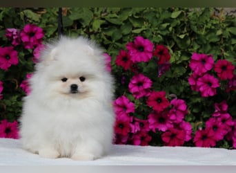 Zwergspitze mit Herz und Stammbaum von einer erfahrenen Züchterin mit 35 Jahren Erfahrung