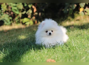 Zwergspitze mit Herz und Stammbaum von einer erfahrenen Züchterin mit 35 Jahren Erfahrung