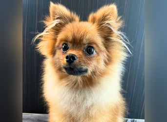 Alfred - ist freundlich&verspielt