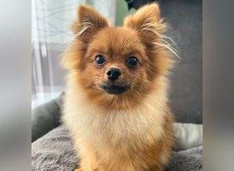 Alfred - ist freundlich&verspielt