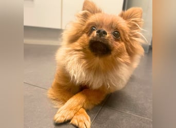 Alfred - ist freundlich&verspielt