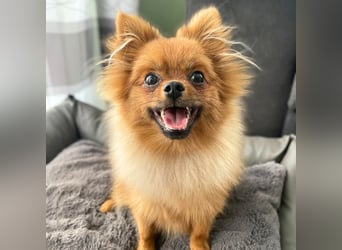 Alfred - ist freundlich&verspielt