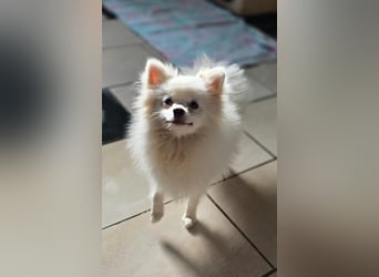 Kleine Pomeranian Dame Perl sucht ihre Menschen