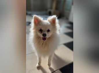 Kleine Pomeranian Dame Perl sucht ihre Menschen