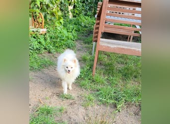 Kleine Pomeranian Dame Perl sucht ihre Menschen