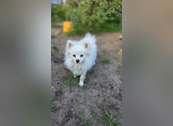 Kleine Pomeranian Dame Perl sucht ihre Menschen