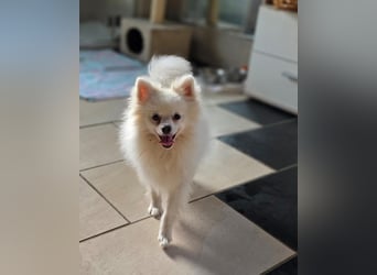 Kleine Pomeranian Dame Perl sucht ihre Menschen