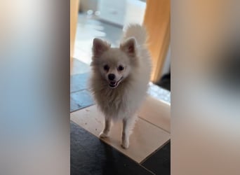 Kleine Pomeranian Dame Perl sucht ihre Menschen