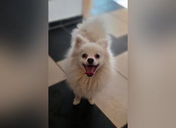 Kleine Pomeranian Dame Perl sucht ihre Menschen
