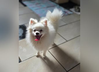 Kleine Pomeranian Dame Perl sucht ihre Menschen