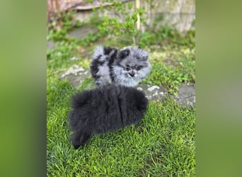 Reinrassige Pomeranian mit AT