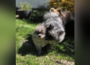 Reinrassige Pomeranian mit AT