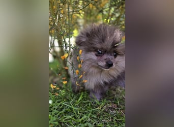 Reinrassige Pomeranian mit AT