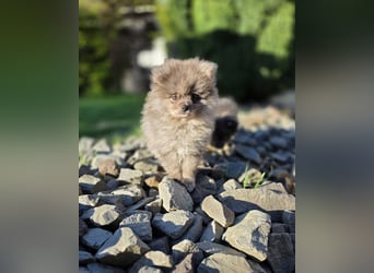 Reinrassige Pomeranian mit AT