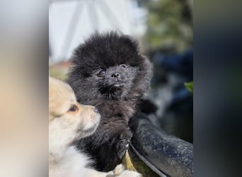 Reinrassige Pomeranian mit AT