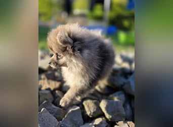 Reinrassige Pomeranian mit AT