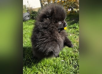 Reinrassige Pomeranian mit AT