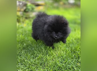 Reinrassige Pomeranian mit AT