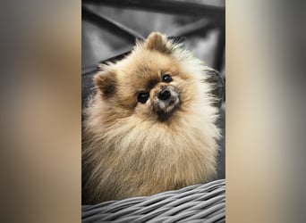 Reinrassige Pomeranian mit AT