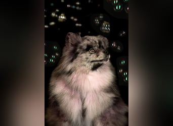 Reinrassige Pomeranian mit AT