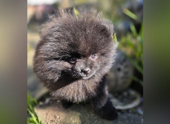 Reinrassige Pomeranian mit AT
