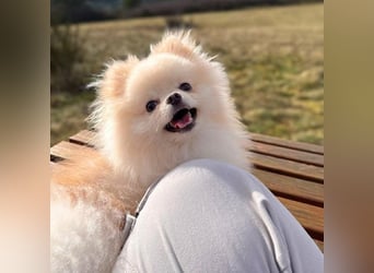 Bijou - ist gesprächig