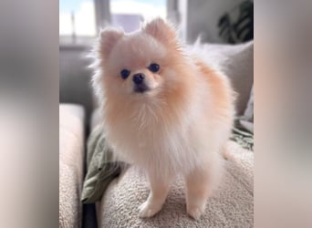 Bijou - ist gesprächig