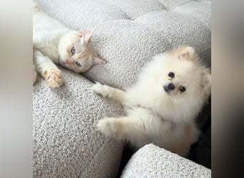 Bijou - ist gesprächig