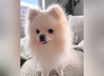 Bijou - ist gesprächig