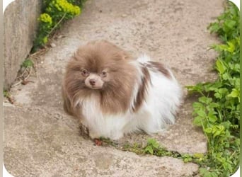 Wunderschöne Pomeranianhündin mit Stammbaum sucht Kuschelkörbchen auf Lebenszeit!