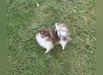 Wunderschöne Pomeranianhündin mit Stammbaum sucht Kuschelkörbchen auf Lebenszeit!