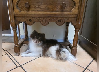 Wunderschöne Pomeranianhündin mit Stammbaum sucht Kuschelkörbchen auf Lebenszeit!