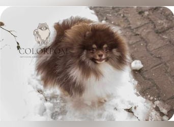 Wunderschöne Pomeranianhündin mit Stammbaum sucht Kuschelkörbchen auf Lebenszeit!