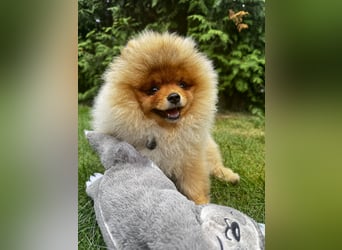 Pomeranian Zwergspitz mit FCI-Ahnentafel – liebevolles Zuhause gesucht