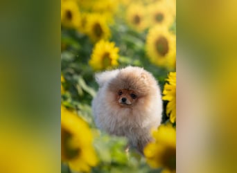 Pomeranian Zwergspitz mit FCI-Ahnentafel – liebevolles Zuhause gesucht