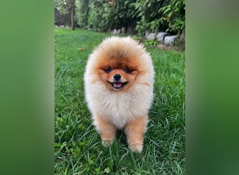 Pomeranian Zwergspitz mit FCI-Ahnentafel – liebevolles Zuhause gesucht