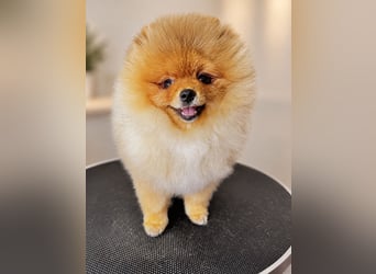 Pomeranian Zwergspitz mit FCI-Ahnentafel – liebevolles Zuhause gesucht