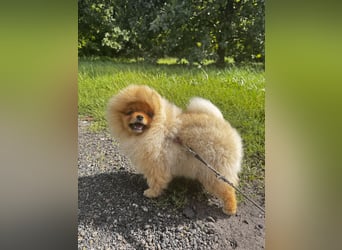 Pomeranian Zwergspitz mit FCI-Ahnentafel – liebevolles Zuhause gesucht