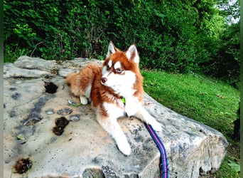 Bildhübscher Pomsky Rüde sucht neues Zuhause