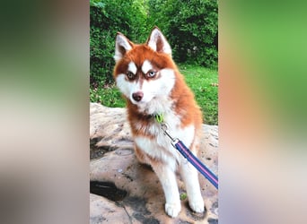 Bildhübscher Pomsky Rüde sucht neues Zuhause