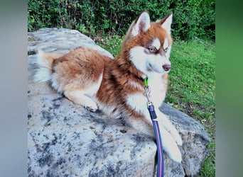Bildhübscher Pomsky Rüde sucht neues Zuhause